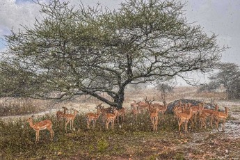 Dicht gedrängt suchen Impalas unter einer Schirmakazie Schutz vor dem Regenschauer – wer hier steht, steht zugleich auf der Speisekarte von Löwen, Leoparden und Wildhunden.