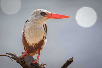 Auf abgestorbenem Holz wartet ein Graukopfliest, den korallenroten Schnabel gegen das diesige Licht gerichtet – anders als die meisten Eisvögel jagt er kaum am Wasser, sondern schlägt Heuschrecken und Eidechsen im trockenen Buschland.