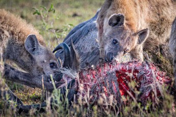 Tüpfelhyänen am Gnu-Kadaver, dahinter warten die Geier. In der Serengeti wurden binnen zwei Jahren mehr als 400 Geier vergiftet, oft von Wilderern, die nicht von kreisenden Vögeln verraten werden wollen.