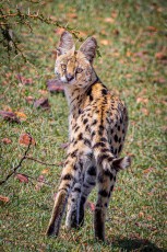 Der Serval dreht nur kurz den Kopf zum Wagen. Keine Katze hat im Verhältnis zum Körper größere Ohren. Der Serval hört mit ihnen Nager sogar unter der Erde.