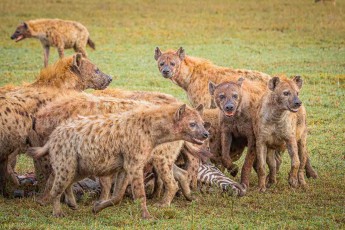 Mehr als 25 Tüpfelhyänen drängen sich um ein totes Zebra, am Rand wartet ein Schabrackenschakal auf Reste – „Alles hier ist irgendwie Essen für jemanden“, sagt unser Guide.