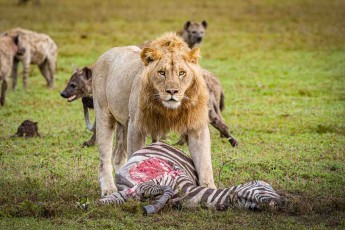 Der Löwe verteidigt das Zebra gegen den Hyänenclan – zweieinhalb bis drei Jahre alt, schätzt der Guide, die Mähne noch kurz und hell.