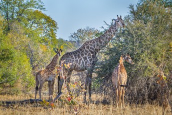 Zu Fuß die Wildnis erkunden inmitten von Löwen, Elefanten und Büffeln? Das kann man lernen. Ich schließe mich in Südafrika für 2 Wochen einem Field Guide Kurs an
Nur wenige Meter hinter dem Punda Maria Gate, einem Zugang zum Klrüger Nationalpark, treffe ich auf eine Giraffenmutter mit ihren Kälbern.