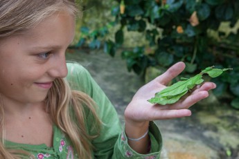 Meine Tochter Amelie mit einem Wandelnden Blatt auf der Hand. Oberhalb ihres Zeige- bzw. Mittelfingers sind Kopf, Augen und Mundwerkzeuge des absolut fasziniernden Insekts erkennbar.