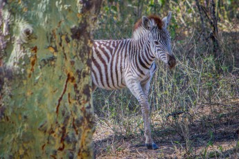Ein Elefant schreckt dieses junges Zebra auf, welches im dichten Gras ein Nickerchen abgehalten hat. Es stapft zu uns herüber und schaut uns verloren an. "Es sucht seine Herde", sagt Bruce "das Kleine ist gerade mal drei, vier Monate alt". Langsam trabt es weiter und verschwindet im Gebüsch. Viel Glück, kleines Zebra.
