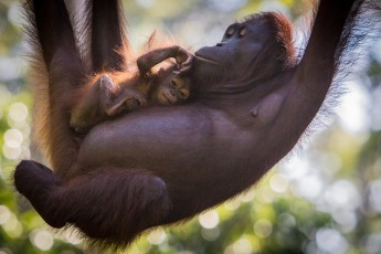 Eine Orang Utan Mutter mit Nachwuchs beim Schmusen in freier Wildbahn.