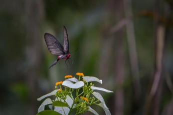 Über 5.500 Insekten und 140 Säugetierarten leben im Phong Nha Ke Bang Nationalpark - viele davon nur hier.