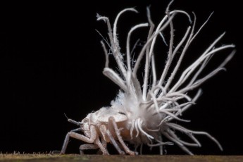 Mein Dschungel-Liebling: Der Planthooper, der zur Gruppen der Wanzen gehört. Als ich ihn das erste Mal sah, dachte ich: "Was für eine schöne Blüte.". Aber plötzlich bewegte er sich weg. Planthooper gerade mal so groß wie ein Daumennagel, sehr flink und daher schwer zu fotografieren.