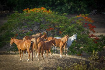 Während meines Morgenspaziergangs auf dem Gelände von Marie-Claudes Ranch scheuche ich diese Wildpferde auf. Alle paar Meter stoppen sie und schauen sich neugierig nach mir um.