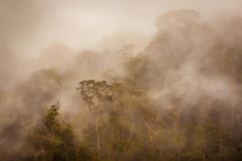 Phong Nha Ke Bang Nationalpark: Wolkenschwaden fließen durch die Baumkronen - ein wunderschönes Naturschauspiel.