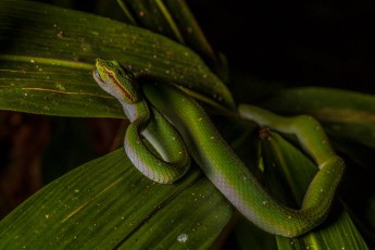 Im Regenwald ist auch mal Vorsicht angesagt: nachts entdecken wir diese Wagler Pit Viper, deren Biss tödlich sein kann.