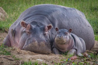 Nilpferdmama und Kind am Ufer des Kazinga Kanals. Einzelne Tiere bringen ein Gewicht von bis zu 4.500 Kilogramm auf die Waage. 5.000 Exemplare tummeln sich im Gewässer, das Lake George und Lake Edward verbindet. Es ist die weltweit größe Population an Nilpferden.