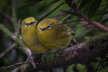 Ein Senegalbrillenvogel-Pärchen im Rwenzori-Gebirge. Nur einmal habe ich ein Paar erblickt, nur für wenige Sekunden haben sie sich eng aneinander geschmiegt.