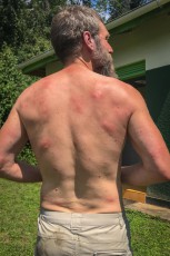 ... denn jemand von uns hat angriffslustige Waldwespen aufgescheucht! Nach einer etwa 15minütigen panikartigen Flucht - eher Stolpern, Straucheln, Stürzen - durch den Busch konnten wir die Biester endlich abwimmeln. Ich habe etwa 40 Stiche davon getragen. Zwei Tage später war alles wieder abgeschwollen.