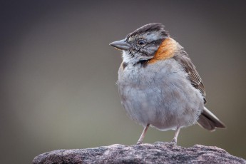 Eine Morgenammer auf dem Roraima, Rufous-collared sparrow, Zonotrichia capensis venezuelae