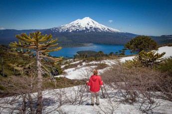 Die Region Araukanien ist nach den Araukarien-Bäumen benannt, die herausragende Merkmale des chilenischen Südens sind.