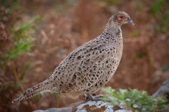 Ein weiblicher Fasan auf der Isle of Mull.