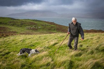 Schottland, Insel Lismore: Schäfer Arthur hält seine Schafherde Dank seines Collies Misty in Schach.