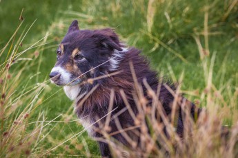 Lismore: Der Collie Fly hält seine Nase in den hier fast unablässig wehenden Wind.