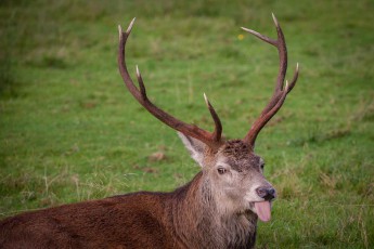 Im schottischen Hochland: Ein Rothirsch zeigt seine beeindruckenden Geweihstangen. Und vielleicht seinen Sinn für Humor.