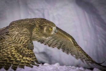Der Riesenfischuhu ist eine der am stärksten bedrohten Arten in Japan. Er wird von den Ainu als göttliches Wesen Kotan-kor Kamuy verehrt: Beschützer der Dörfer.