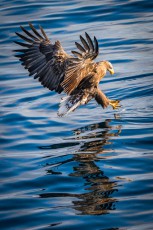 Der Seeadler ist nach dem Riesenseeadler Japans zweitgrößter Greifvogel.