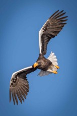 Die Körperlänge eines Riesenseeadlers beträgt bis 105 Zentimeter, seine Flügelspannweite bis 2,80 Meter.