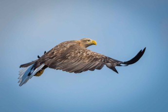 Seeadler verbringen erhebliche Zeit mit Kreisen bei der Suche nach Beute.
