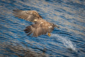 Der Seeadler hat eine Flügelspannweite von 1,9 bis 2,4 Metern.