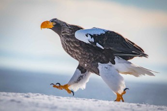 Der Riesenseeadler ist einer der weltgrößten Raubvögel.
