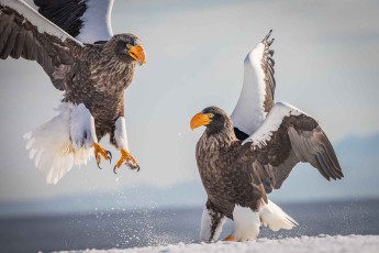 Die Körperlänge eines Riesenseeadlers beträgt bis 105 Zentimeter, seine Flügelspannweite bis 2,80 Meter.