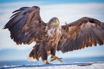 Seeadler, die im östlichen Russland gebrütet haben, migireren zur Überwinterung nach Hokkaido. Dort jagen sie an eisfreien Küstenabschnitten und Flüssen nach Fischen, Enten und Möwen.