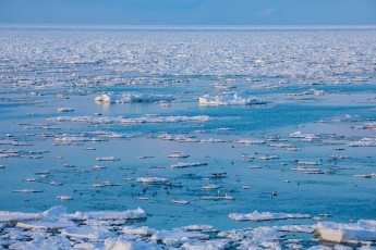 Blick auf das Treibeis des Ochotskischen Meeres. Im Vordergrund schwimmen Kormorane.