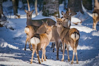 Das am häufigsten vorkommende große Säugetier in Hokkaidō und ganz Japan ist der Sikahirsch.