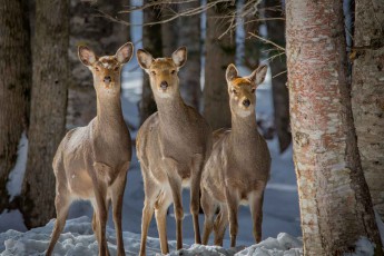 Bei nahehzu jeder Wanderung um den Lake Akan sind Sikahirschen anzutreffen. Hier sind es drei Jungtiere.