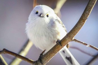 Dank ihrer Niedlichkeit auch ein Symbol der japanischen Popkultur: Die Hokkaido Schwanzmeise (Bild: Japan Tourism Board).