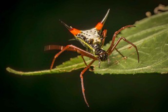 Ein etwa ein Zentimeter großes Exemplar der Spinnenart Micrathena sagittata: Die leuchtenden Farben helfen vermutlich, Beute anzulocken, während die Stacheln der Verteidigung dienen.