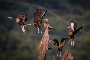 Rotschnabel-Pfeifgänse auf dem Alajuala-See. Männchen und Weibchen sind äußerlich nicht zu unterscheiden.