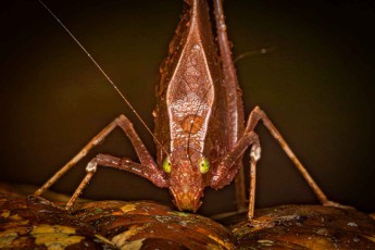 Im Englischen nennt man sie "False Leaf Katydid" (Orophus tesselatus), was auf ihr blattähnliches Aussehen hinweist. Ein deutscher Name existiert nicht; man könnte sie als "Falsche Blattschrecke" bezeichnen.