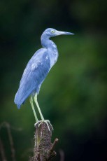 Alajuelasee: Der Blaureiher ernährt sich von Fischen, Krebstieren und Insekten, denen er hier sitzend auflauert.