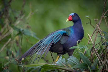Ein Zwergsultanshuhn auf Nahrungssuche im seichten Wasser nahe des Ufers des Alajuelasees.
