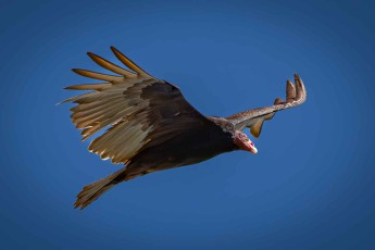 Ein Truthahngeier über Panama City. Seine Flügelspannweite kann bis zu 2 Meter betragen. In vom Menschen besiedelten Gebieten fressen sie oft totgefahrene Tiere.