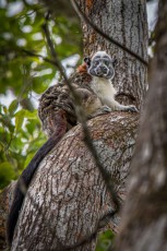 Ein Geoffroy-Perückenaffe: gerade einmal 30 Zentimeter groß, mit einem bis zu 40 Zentimeter langen Schwanz und einem Gewicht von etwa 500 Gramm.