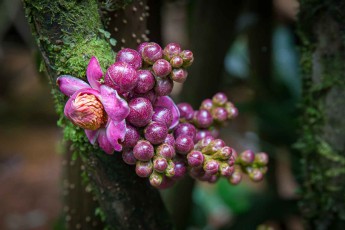 Der Blütenstand der Eschweilera jacquelyniae, einer holzigen Pflanzenart, die nur in Panama vorkommt und durch Verlust ihres Lebensraums bedroht ist.