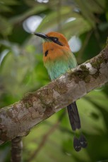 Meist sitzt er regungslos auf waagerechten Ästen in der Mitte von Bäumen im Regenwald Panamas: Der Plattschnabelmotmot.