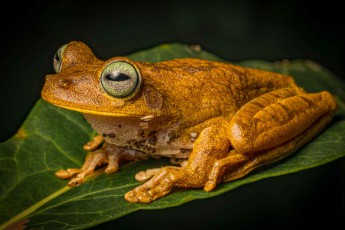 Ein Bananenbaumfrosch im Regenwald Panamas. Manche Exemplare wurden in Höhen von über 2.400 Metern gesichtet.