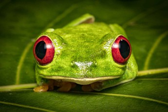 Ein Rotaugenlaubfrosch. Wenn man ihn am Hinterteil berührt, weitet er seine Augen.