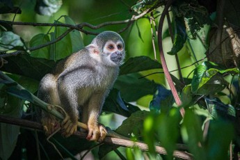 Ein Ecuador-Totenkopfaffe. Diese Aufnahme machte ich von der Terrasse meines Häuschens in der Sacha Lodge.