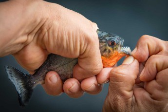 Ein Piranha-Exemplar, direkt von der Lodge aus gefischt, bestaunt und wieder freigelassen.