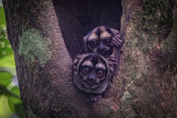 Nachtaffen sind die einzigen nachtaktiven Affen. Ihr Gewicht variiert zwischen 0,7 und 1,2 Kilogramm.